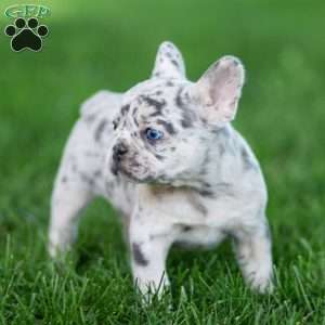 Midnite, French Bulldog Puppy